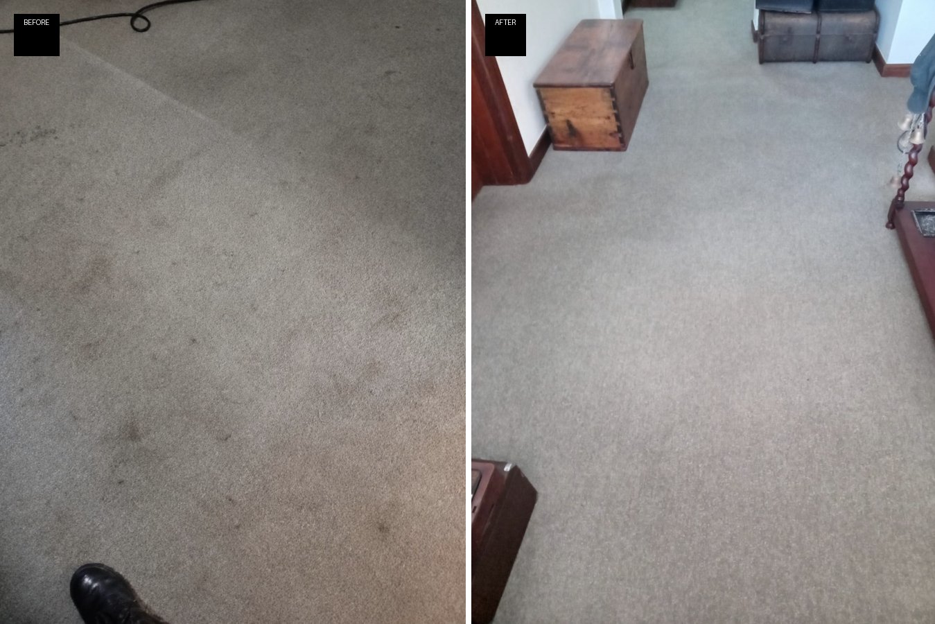 Beige lounge carpet before and after professional steam cleaning — dark stains and traffic marks lifted to a clean, uniform beige finish.
